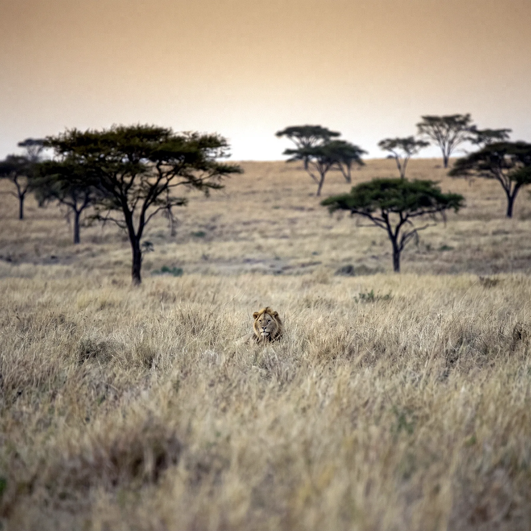 Milieu de vie typique de l'espèce Panthera leo