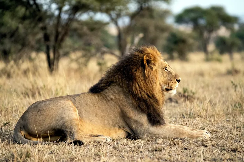 Lion mâle adulte à crinière brun-roux, couché de profil dans une savane herbeuse sèche, museau clair et corps fauve.