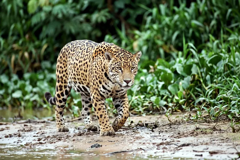 Jaguar adulte au pelage fauve orné de rosettes noires à centre tacheté, tête large et massive, marchant en forêt.