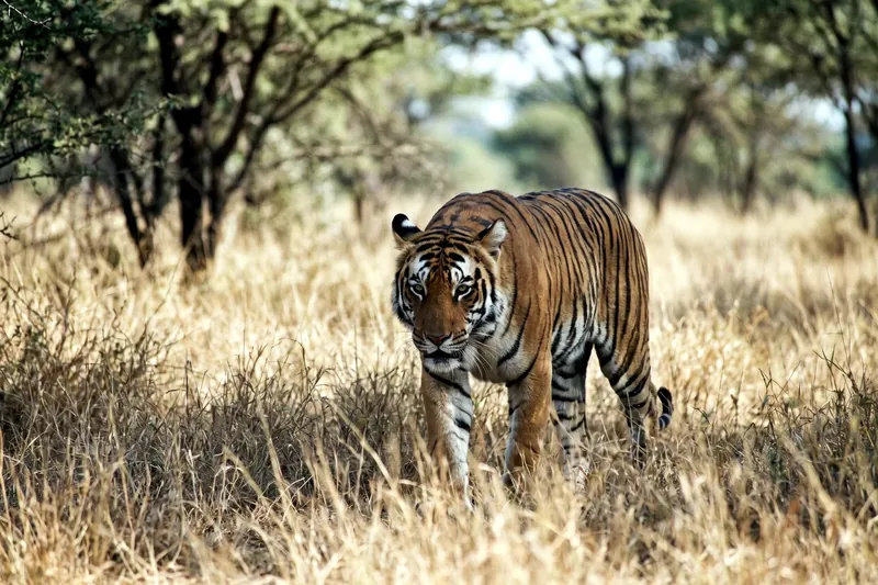 Tigre adulte à la robe orange rayée de noir, marchant dans une forêt, museau et ventre blancs, longue queue rayée.