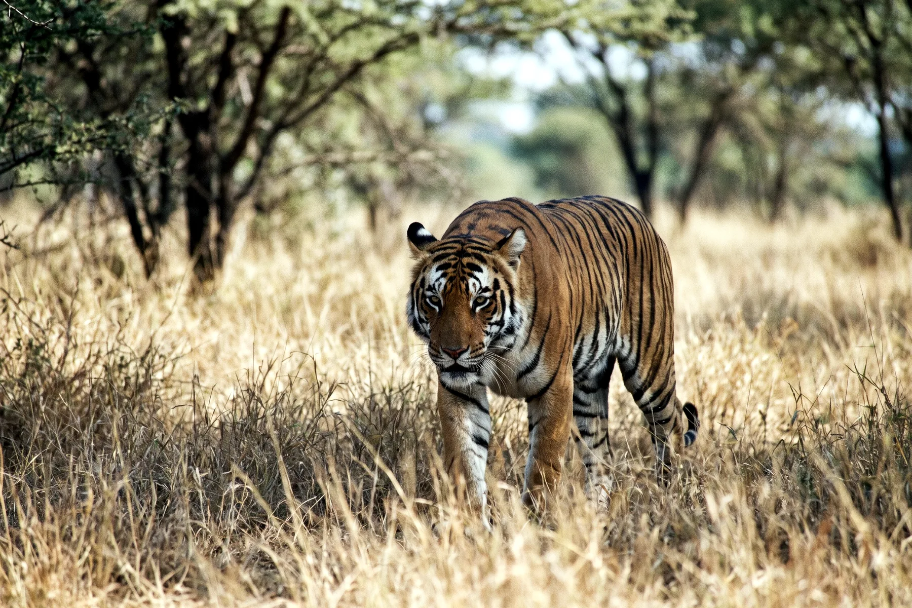 Tigre adulte à la robe orange rayée de noir, marchant dans une forêt, museau et ventre blancs, longue queue rayée.