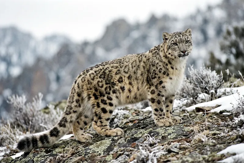 Panthère des neiges au pelage gris pâle taché de rosettes sombres, longue queue épaisse, sur un versant rocheux de montagne.