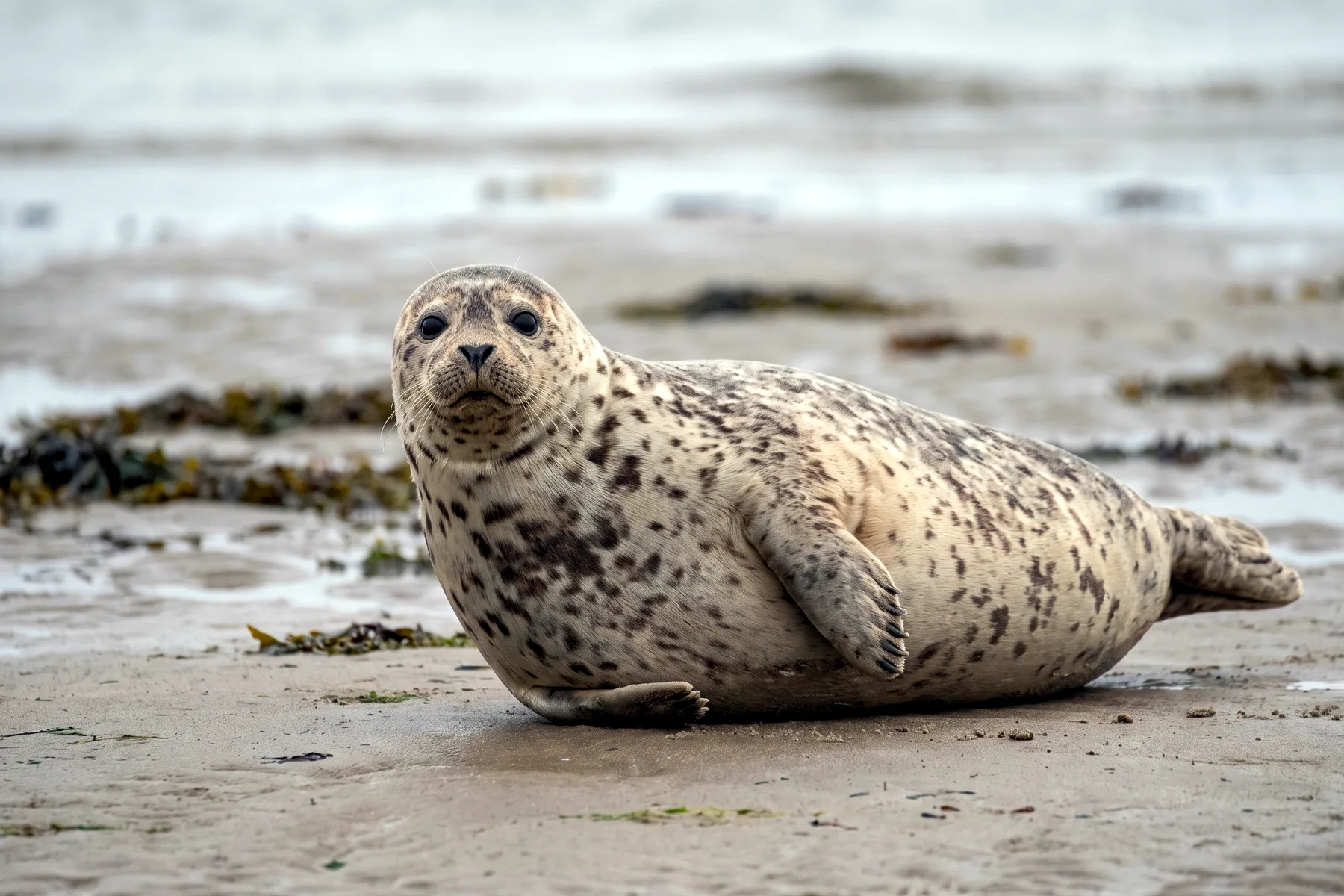 Phoque veau-marin adulte au pelage gris tacheté de sombre, reposant sur un banc de sable, tête relevée et narines en forme de V.