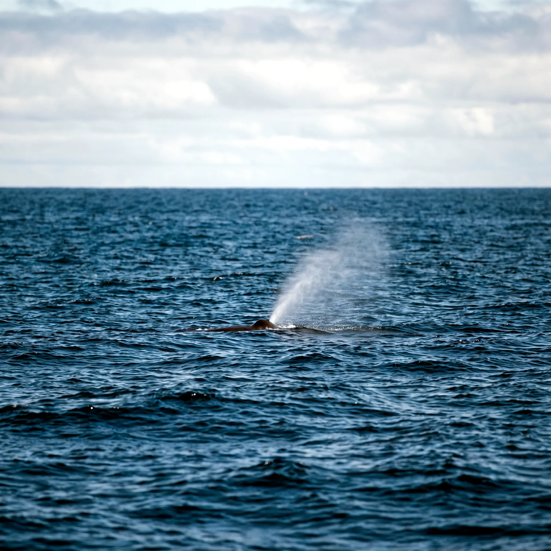 Milieu de vie typique de l'espèce Physeter macrocephalus