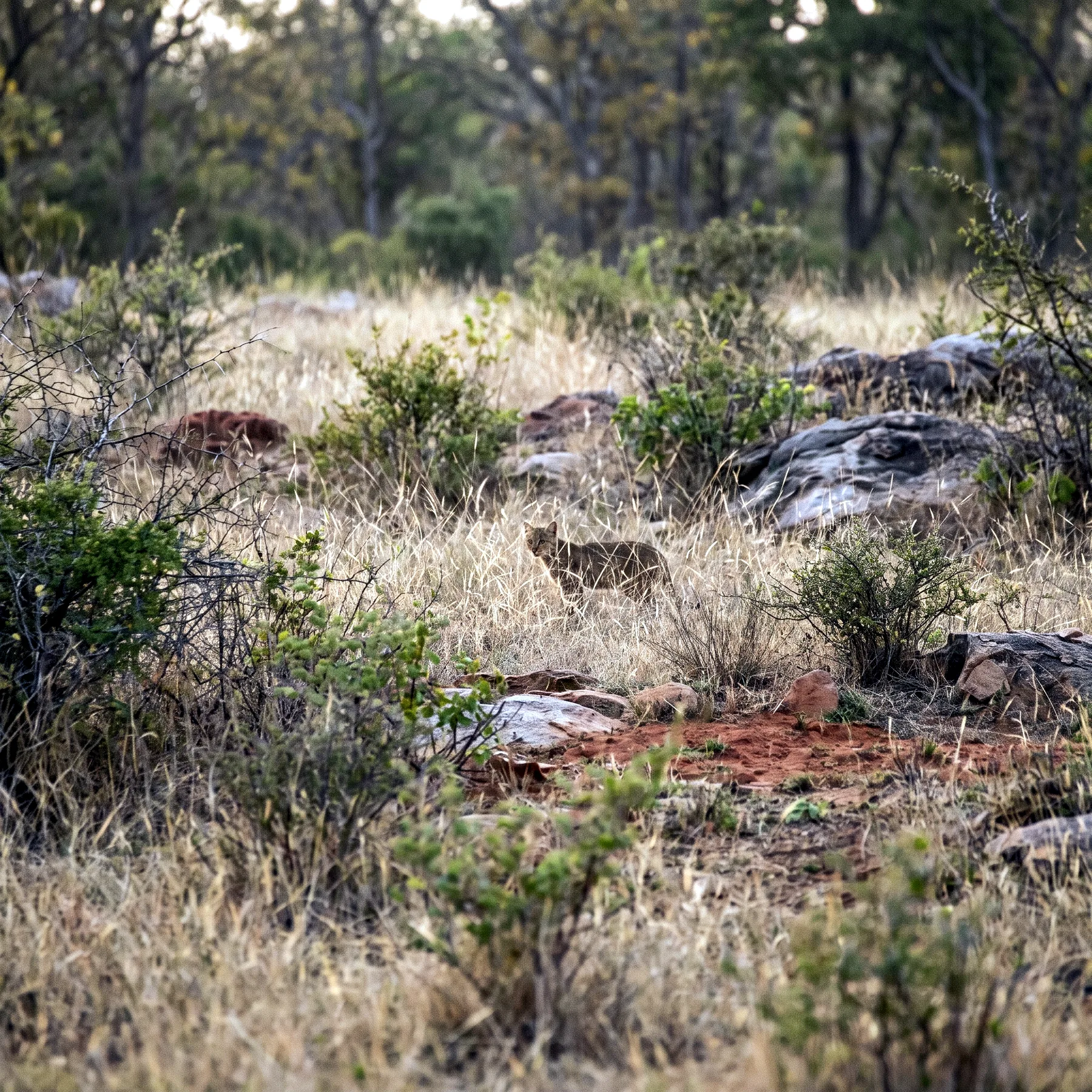 Milieu de vie typique de l'espèce Prionailurus rubiginosus