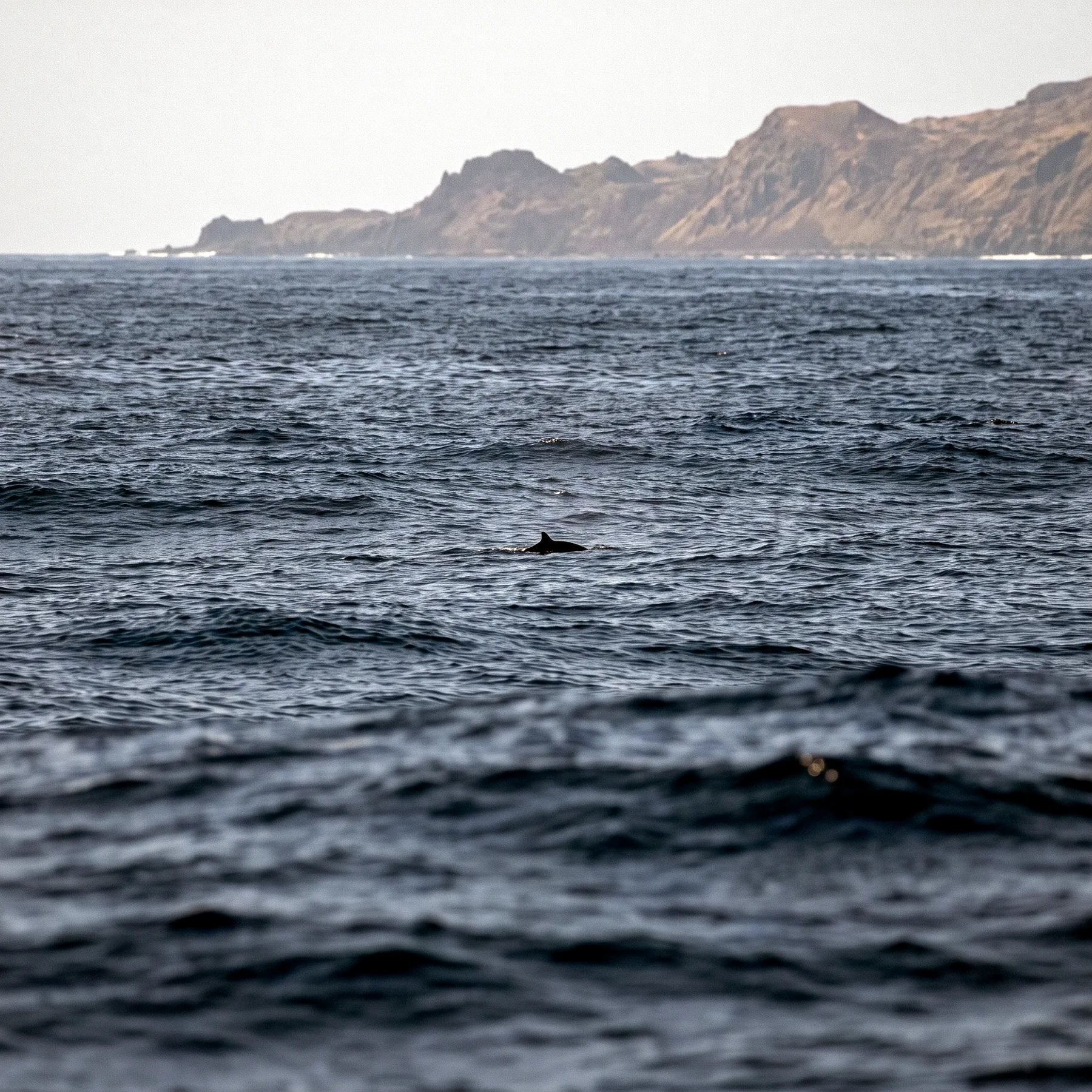 Milieu de vie typique de l'espèce Pseudorca crassidens