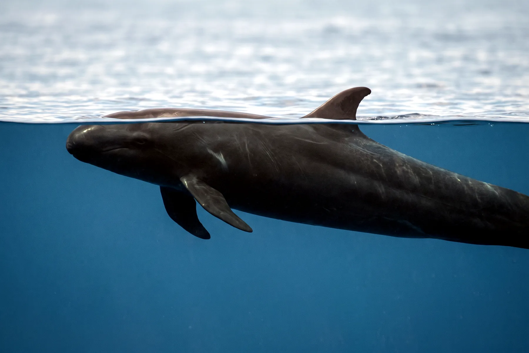 Grand delphinidé entièrement noir à corps élancé, tête arrondie sans rostre marqué, nageant près de la surface en pleine mer.