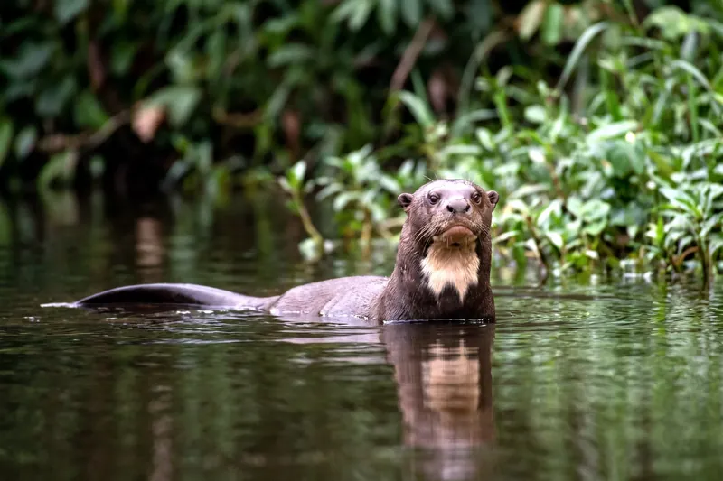 Loutre géante brune émergeant d'une rivière, tête large et arrondie, tache pâle sur la gorge, longue queue aplatie.