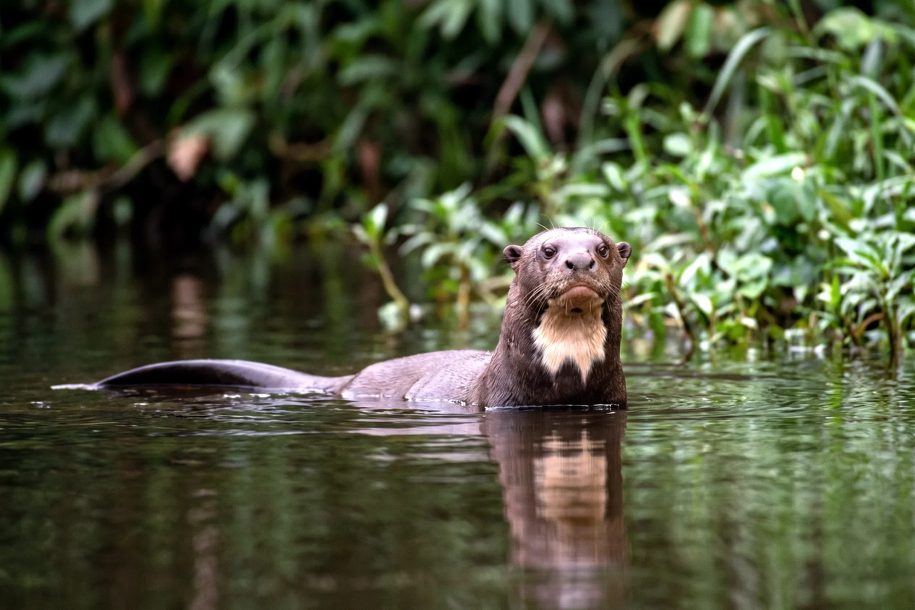 Loutre géante brune émergeant d'une rivière, tête large et arrondie, tache pâle sur la gorge, longue queue aplatie.
