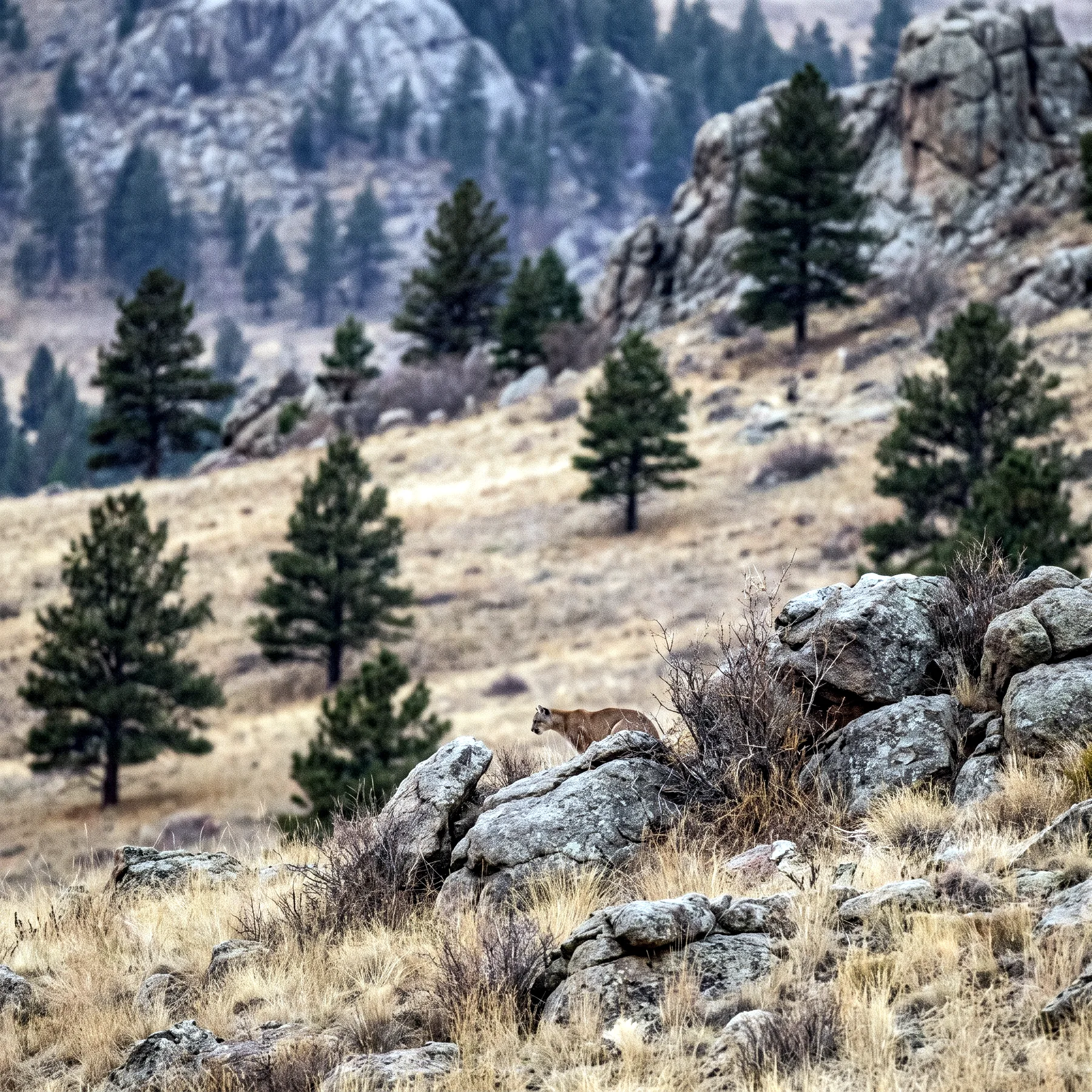 Milieu de vie typique de l'espèce Puma concolor