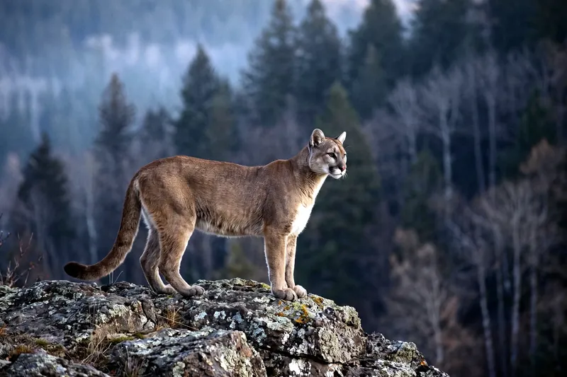 Puma adulte au pelage fauve uni, corps musclé et longue queue à extrémité sombre, debout dans un paysage rocheux.