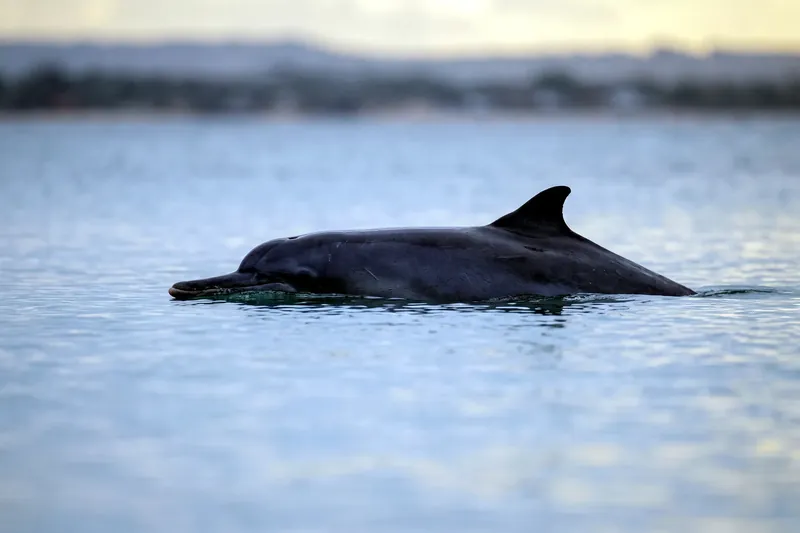 Dauphin gris à bosse dorsale nageant en surface dans une eau côtière peu profonde, aileron dorsal court posé sur une base élargie.