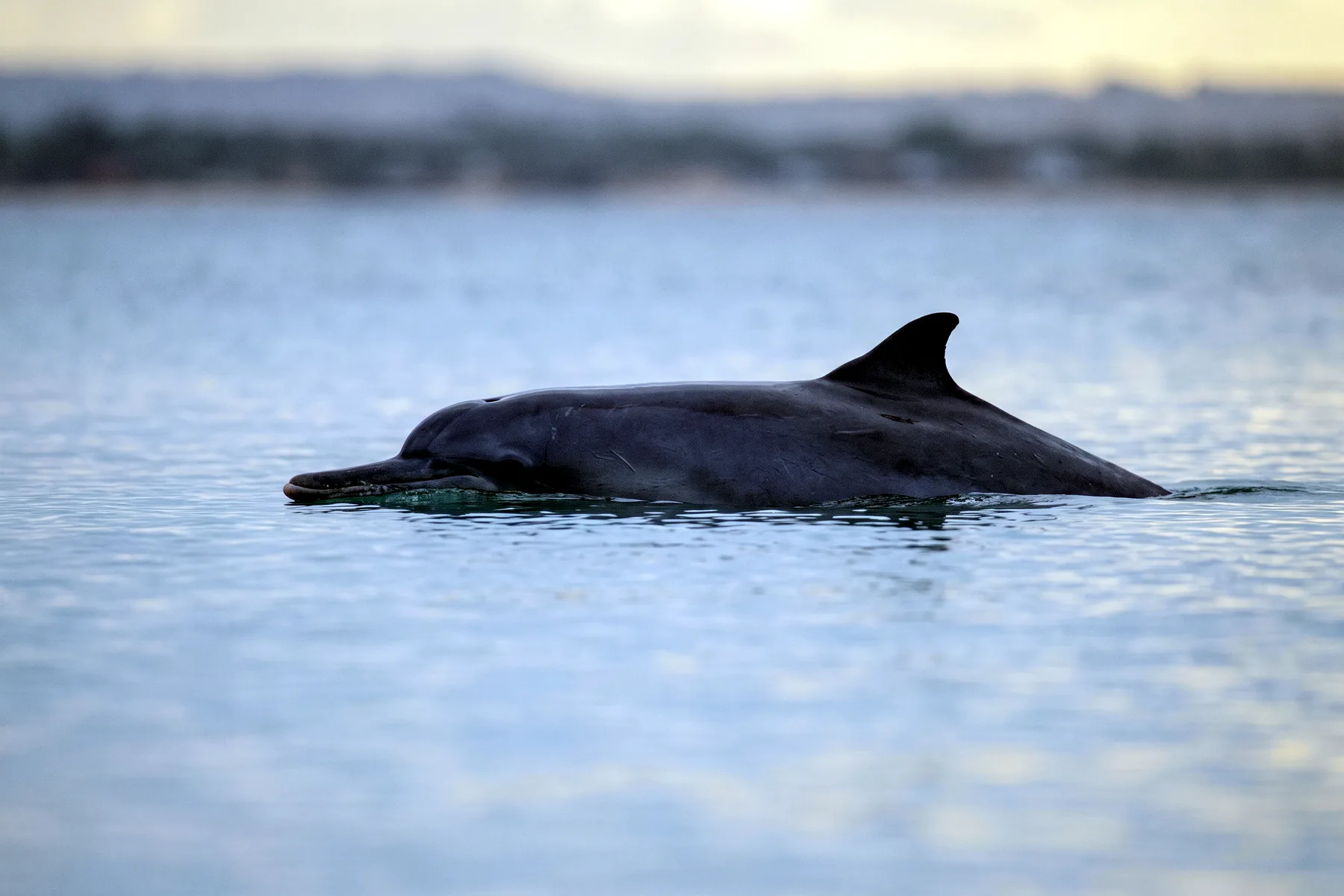 Dauphin gris à bosse dorsale nageant en surface dans une eau côtière peu profonde, aileron dorsal court posé sur une base élargie.