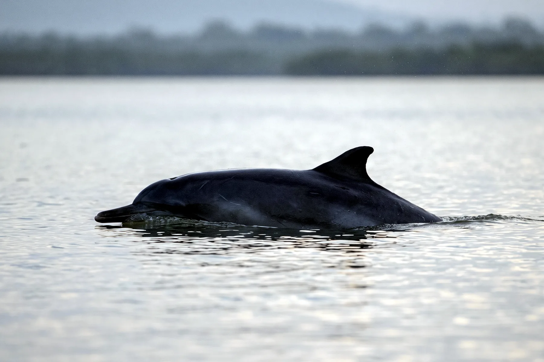 Dauphin gris à bosse dorsale nageant en surface dans des eaux côtières peu profondes du nord de l'Australie