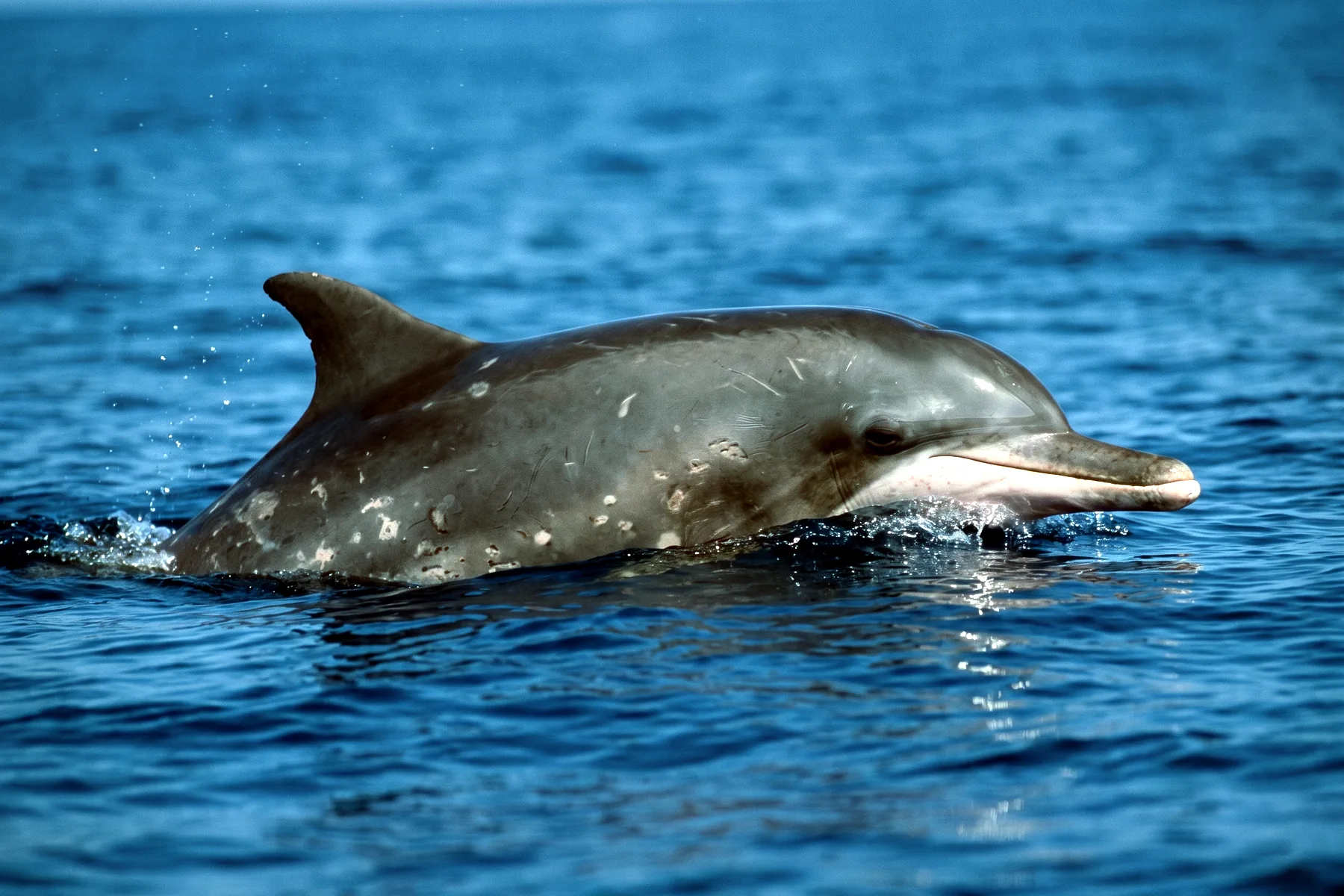 Dauphin gris foncé au rostre allongé se fondant sans creux avec le front, portant des taches claires irrégulières, nageant en surface.