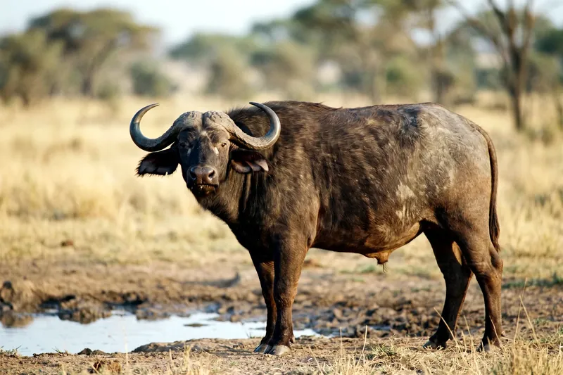 Buffle d'Afrique adulte à la robe brun sombre, tête levée, portant de lourdes cornes soudées formant un casque frontal.