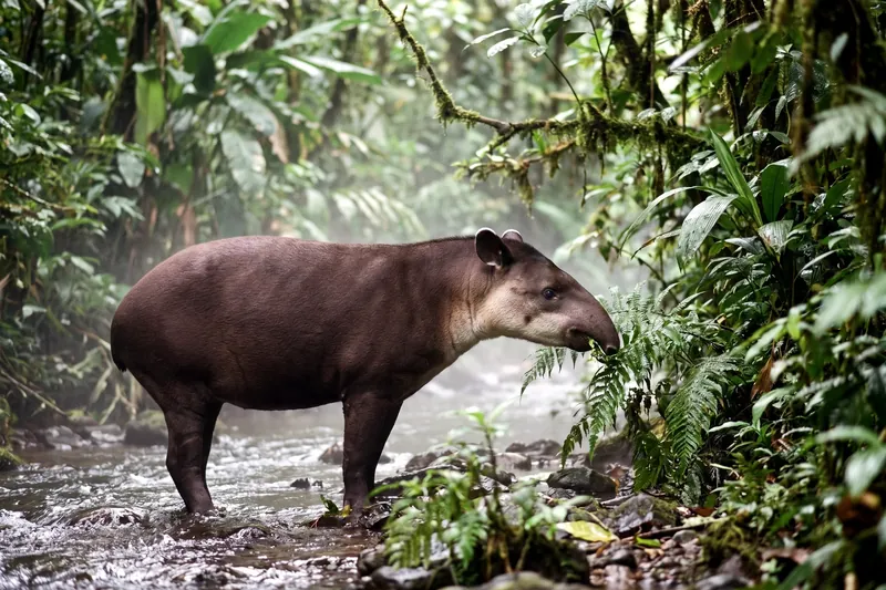 Tapir de Baird adulte au pelage brun-gris uniforme, avec une trompe préhensile courte et de petites oreilles bordées de blanc.