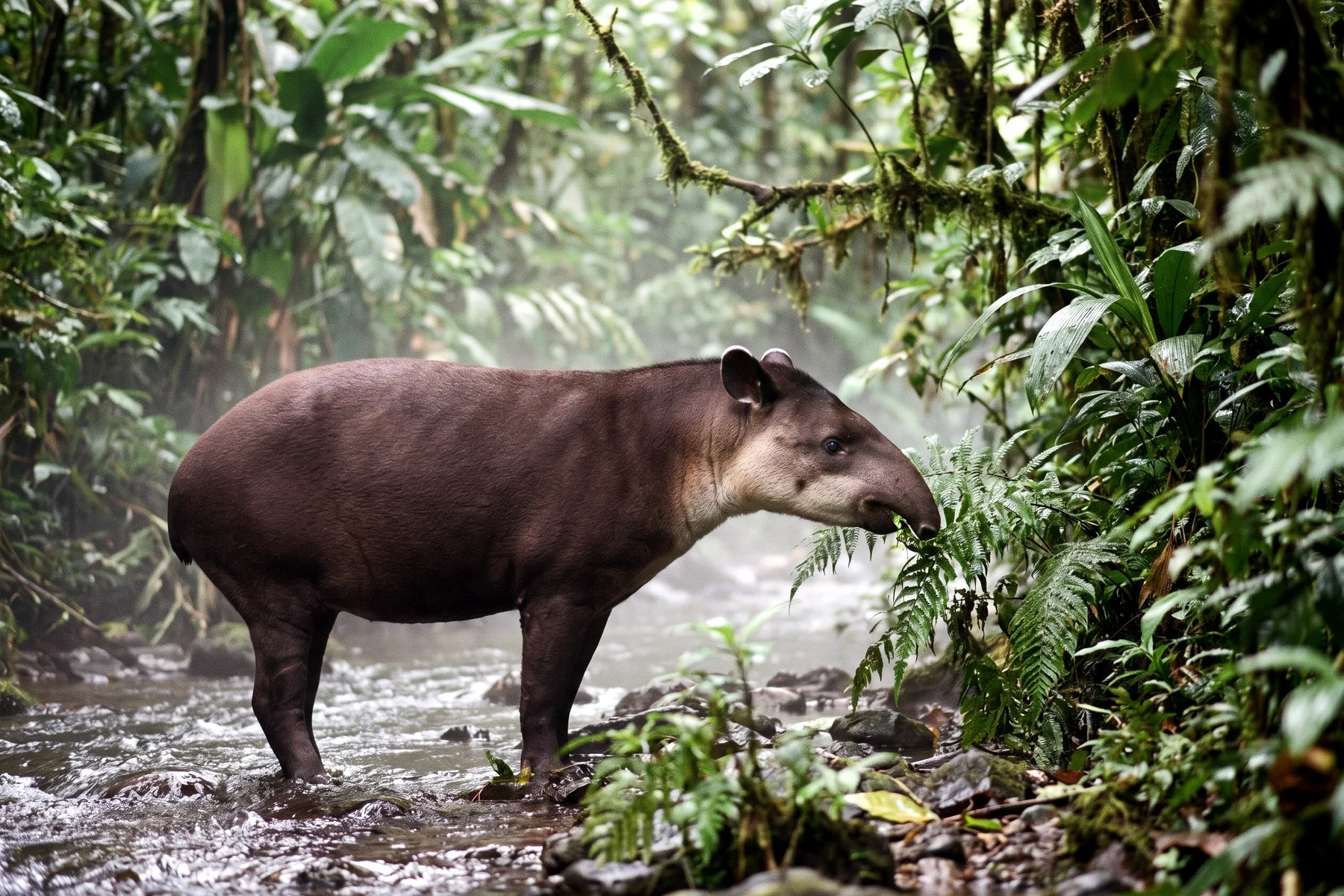 Tapir de Baird adulte au pelage brun-gris uniforme, avec une trompe préhensile courte et de petites oreilles bordées de blanc.