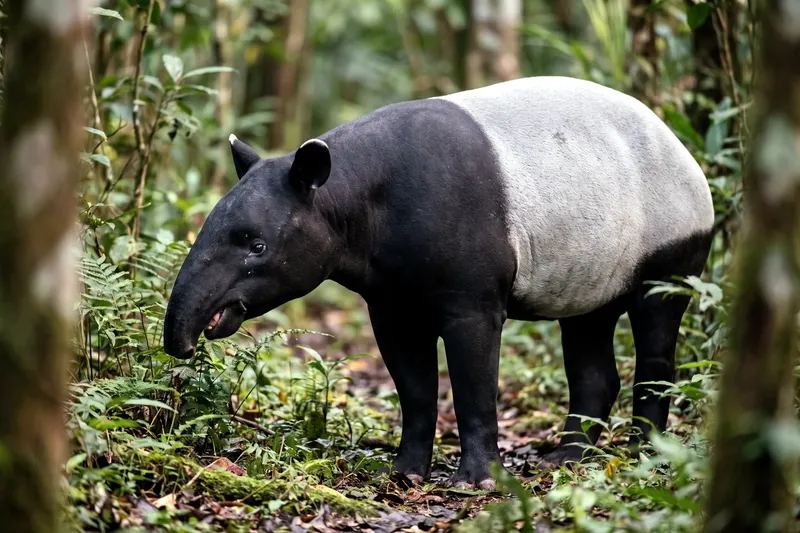 Tapir de Malaisie adulte de profil, corps noir avec une large selle blanche, courte trompe préhensile, en sous-bois.
