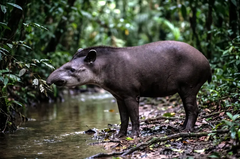 Tapir terrestre adulte au pelage brun sombre, à courte trompe mobile et petites oreilles bordées de blanc, en forêt humide.
