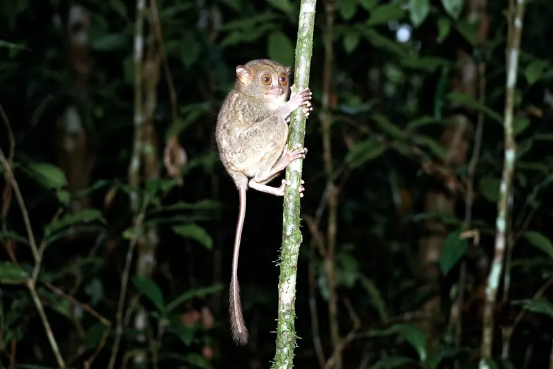 Petit primate brun-gris aux très grands yeux ronds jaunes, agrippé verticalement à une fine tige, longue queue nue pendante.