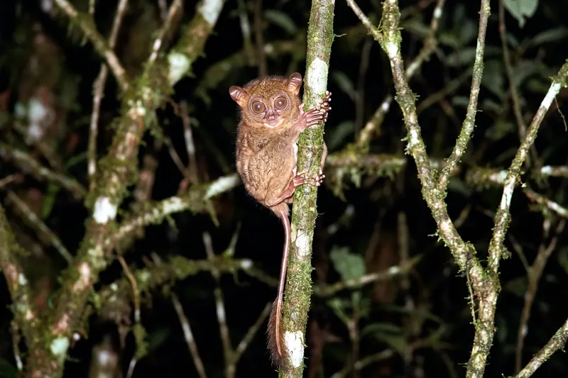 Petit tarsier au pelage brun-roux, grands yeux ronds et longue queue, agrippé verticalement à une tige dans un sous-bois sombre.