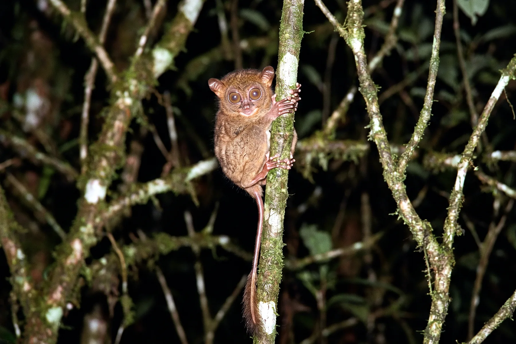 Petit tarsier au pelage brun-roux, grands yeux ronds et longue queue, agrippé verticalement à une tige dans un sous-bois sombre.