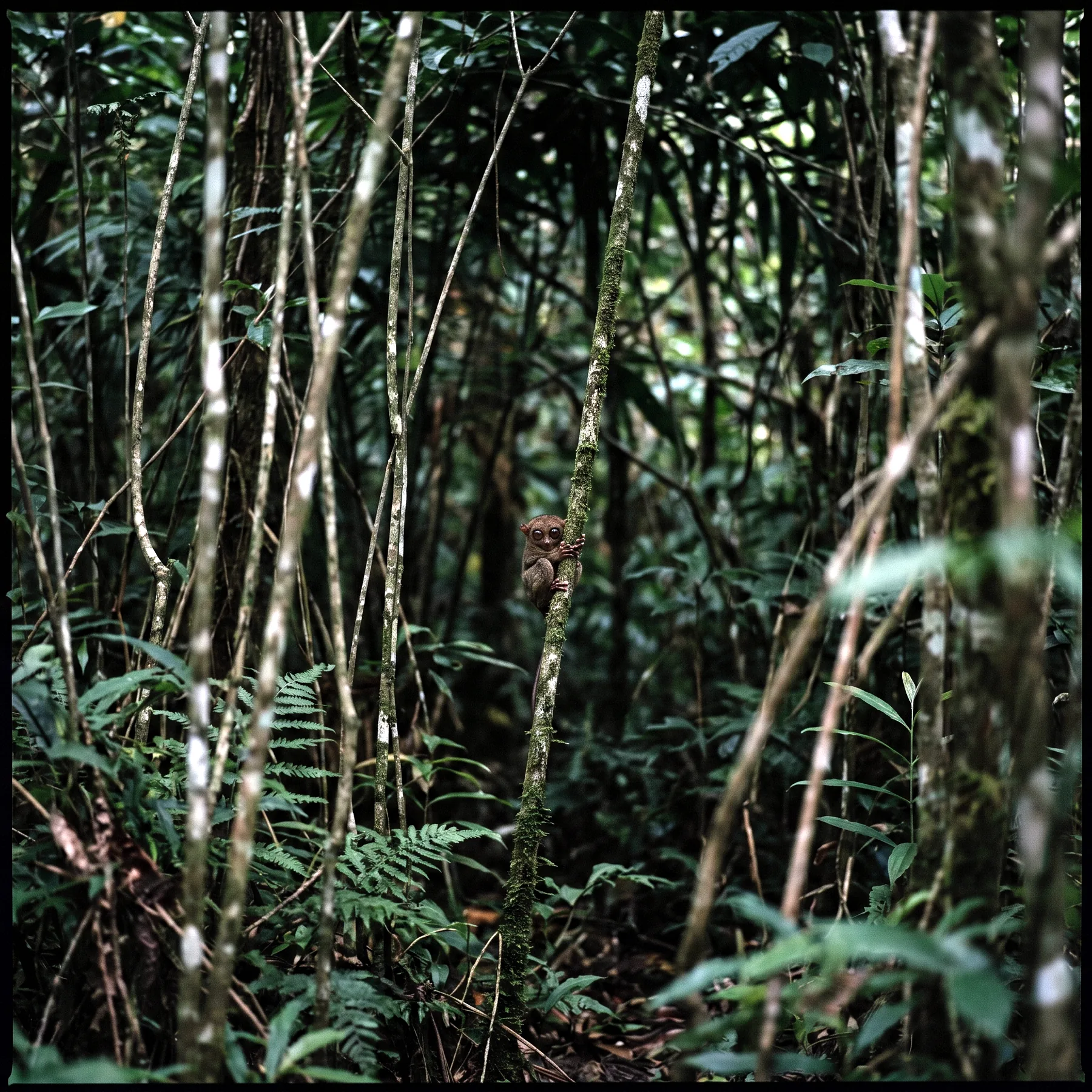 Milieu de vie typique de l'espèce Tarsius sangirensis
