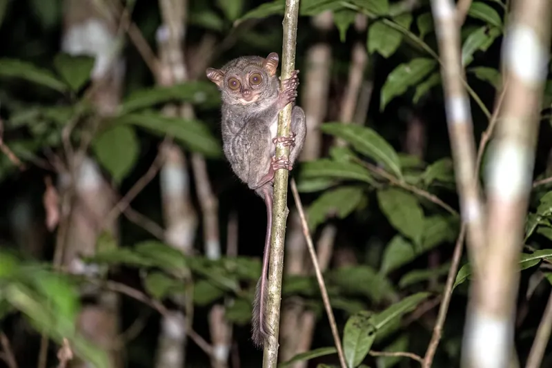Petit tarsier agrippé à une tige verticale, très grands yeux ronds, longs doigts fins et longue queue nue.