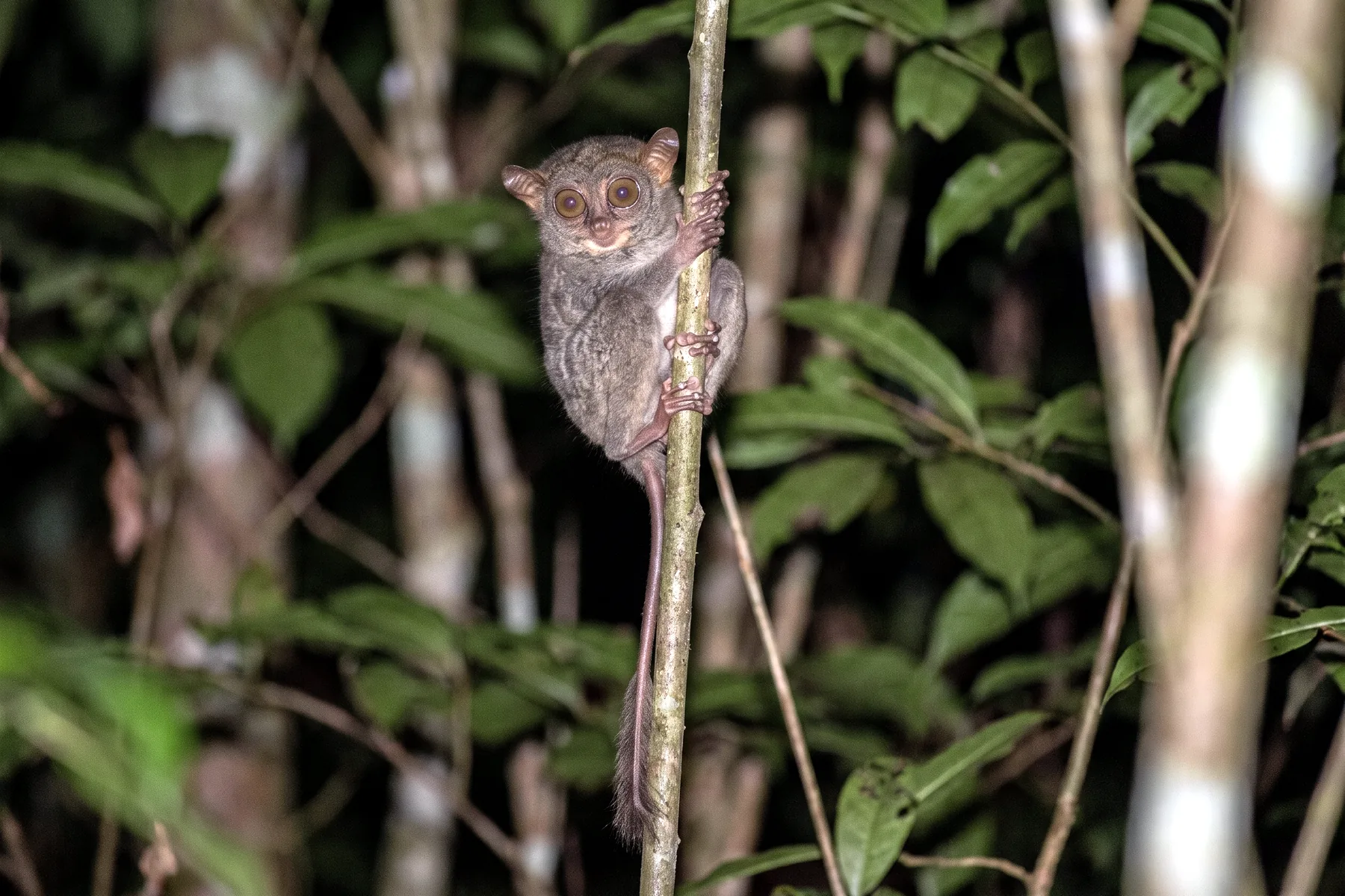 Petit tarsier agrippé à une tige verticale, très grands yeux ronds, longs doigts fins et longue queue nue.