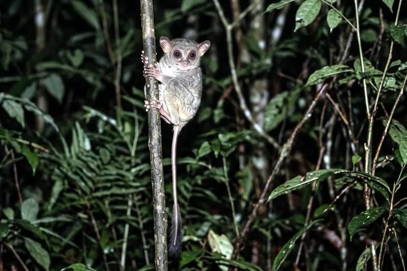 Petit primate nocturne aux yeux disproportionnés agrippé à une tige verticale, longue queue nue et fine, pelage gris-brun.