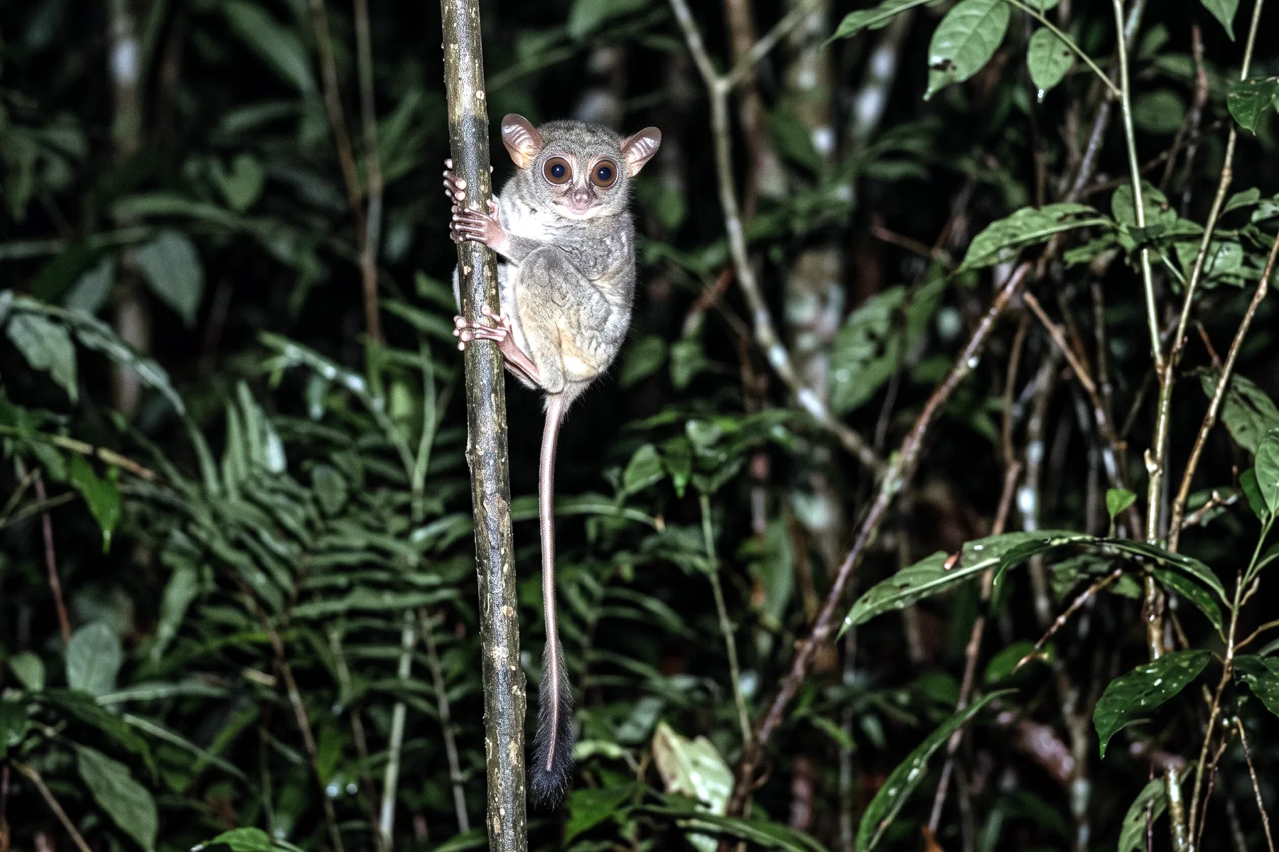 Petit primate nocturne aux yeux disproportionnés agrippé à une tige verticale, longue queue nue et fine, pelage gris-brun.