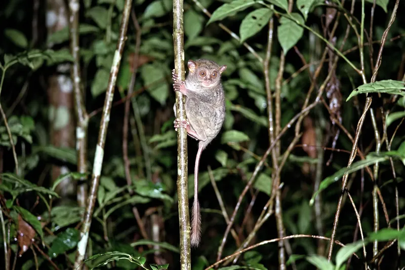Petit primate nocturne aux très grands yeux ronds, doigts allongés et longue queue nue, agrippé verticalement à une tige.