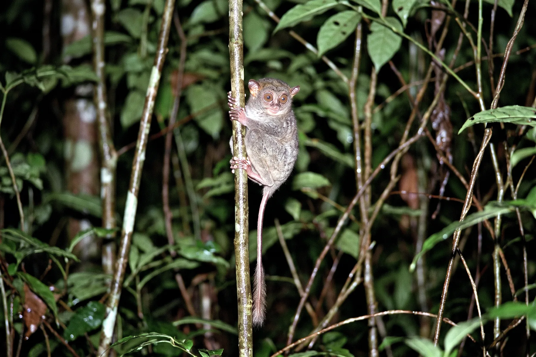 Petit primate nocturne aux très grands yeux ronds, doigts allongés et longue queue nue, agrippé verticalement à une tige.