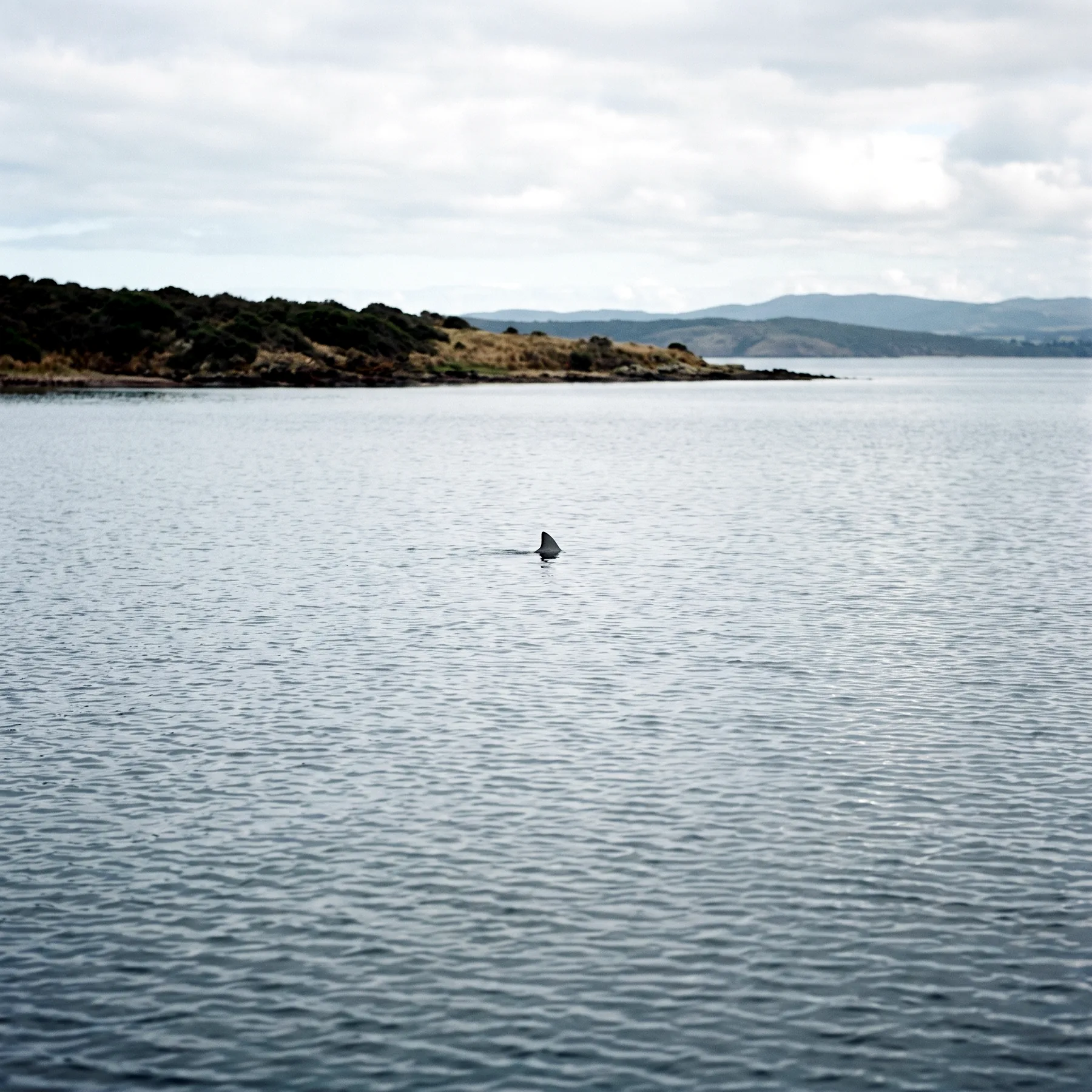 Milieu de vie typique de l'espèce Tursiops australis