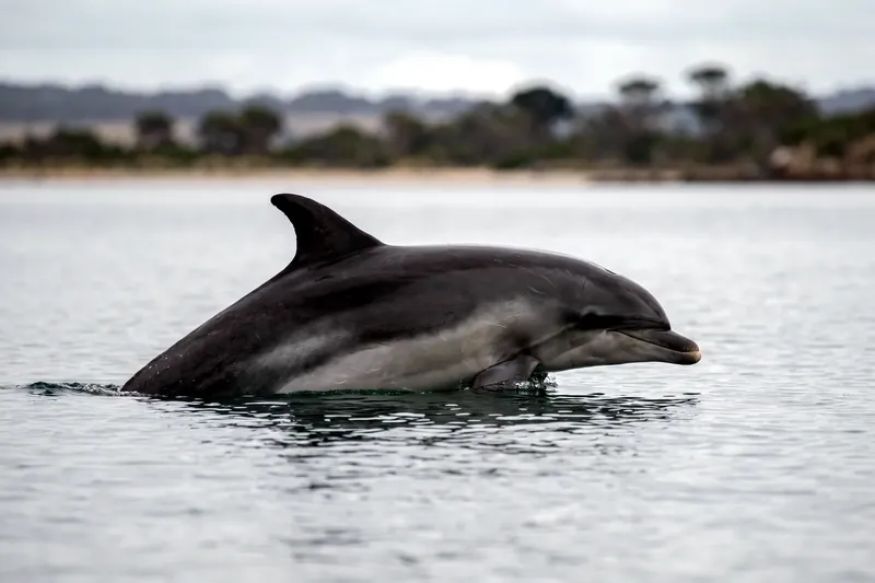 Dauphin gris à trois teintes émergeant en surface, museau court et melon arrondi, dans une baie côtière australienne.
