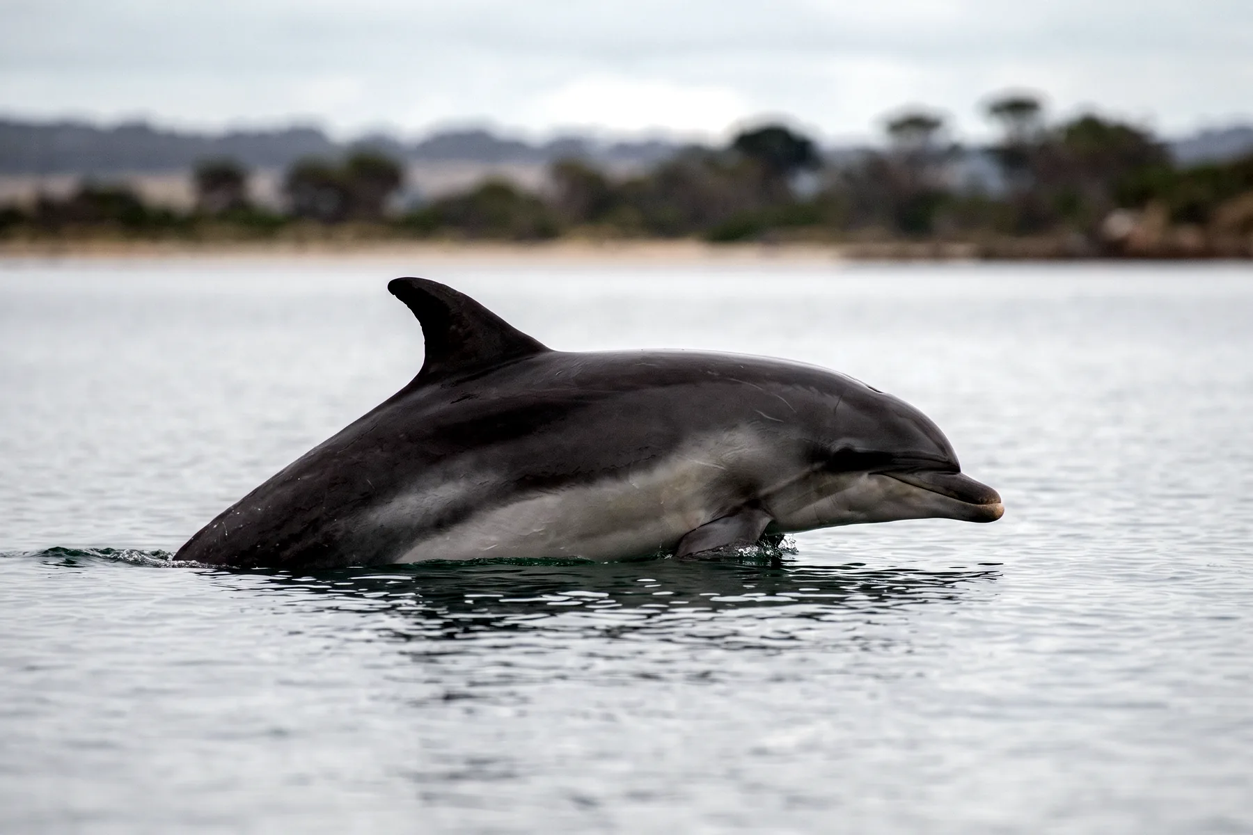 Dauphin gris à trois teintes émergeant en surface, museau court et melon arrondi, dans une baie côtière australienne.