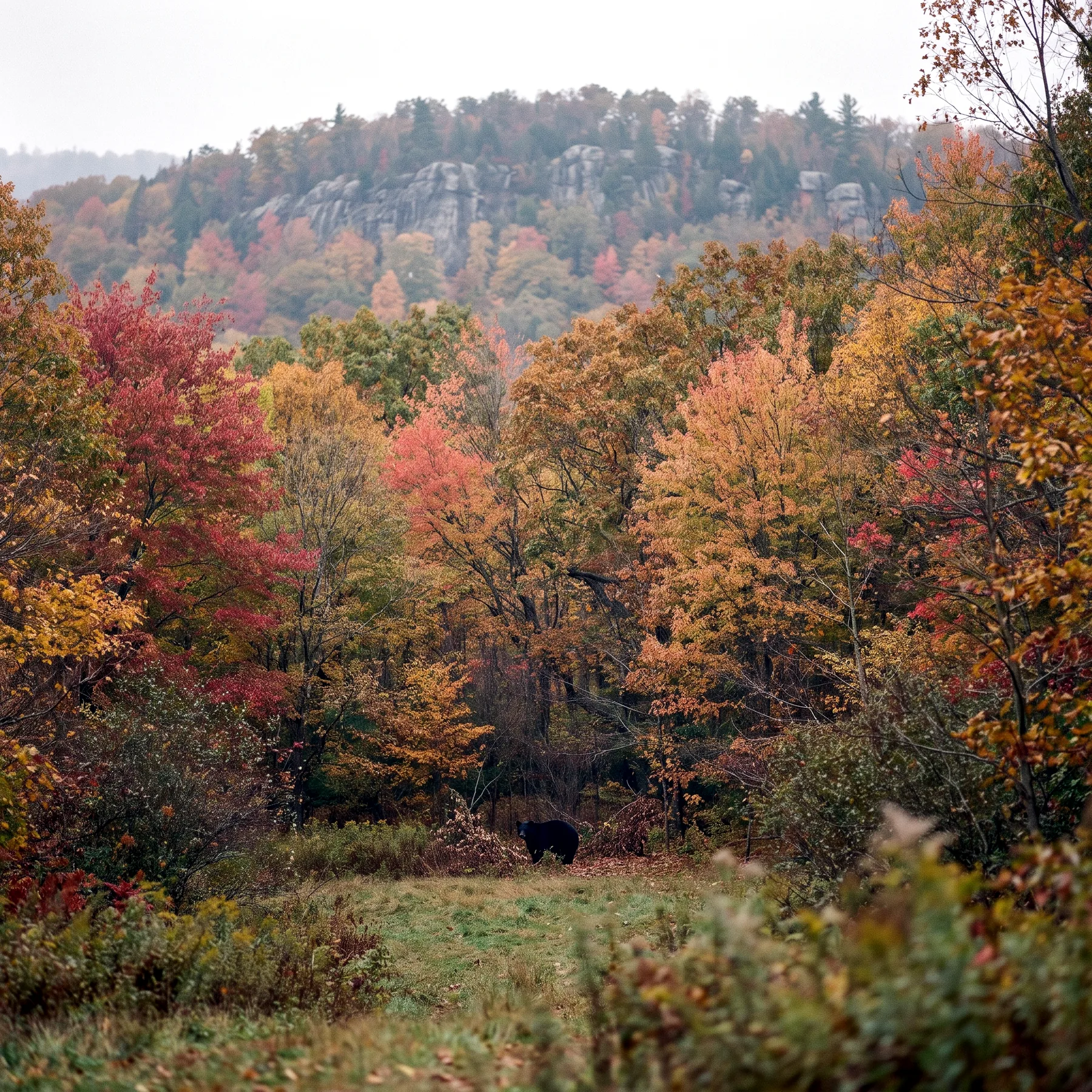 Milieu de vie typique de l'espèce Ursus americanus