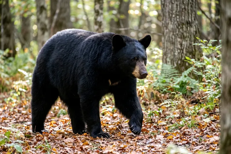 Ours noir américain adulte au pelage sombre, museau brun clair, marchant sur un sol forestier parmi les feuilles mortes.