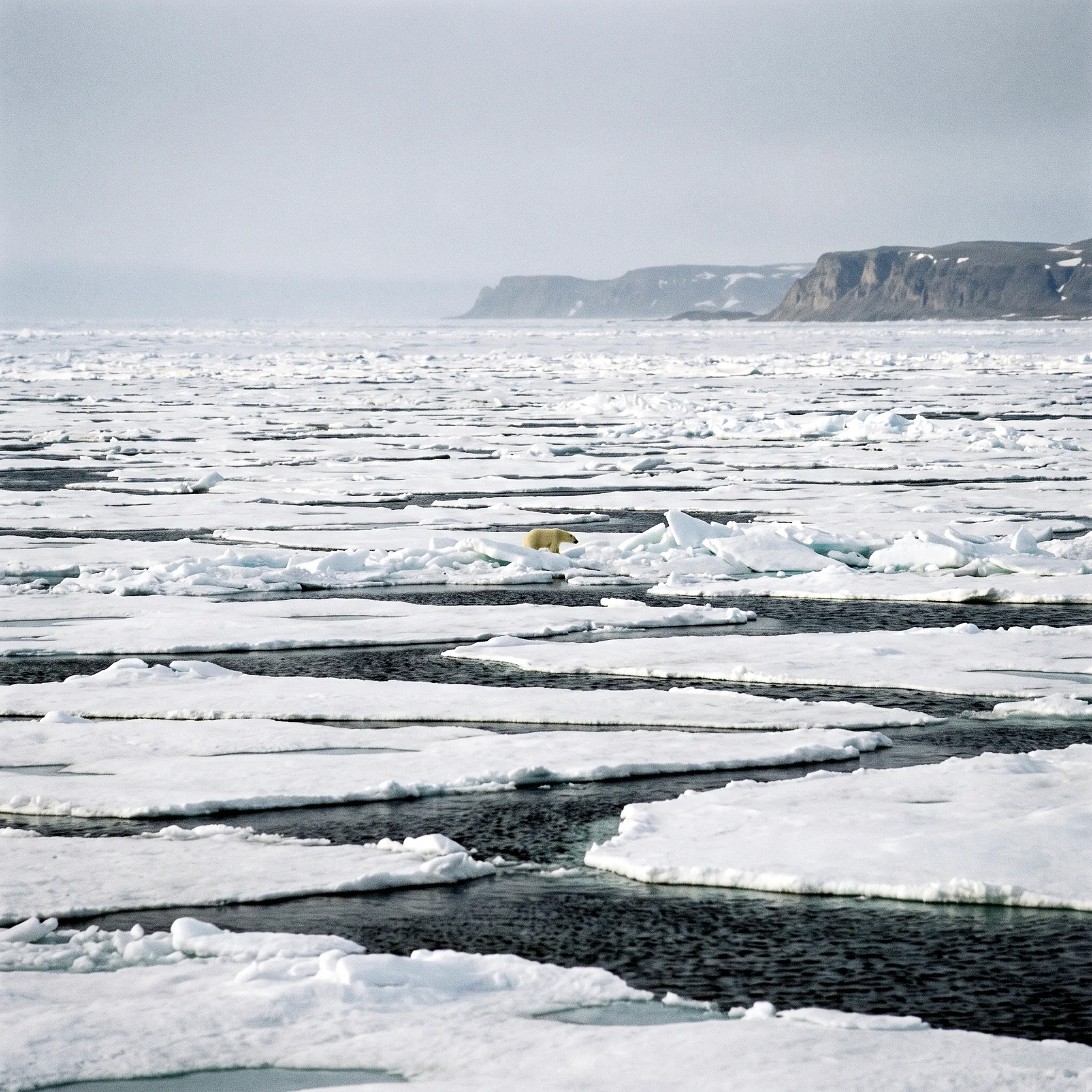 Milieu de vie typique de l'espèce Ursus maritimus