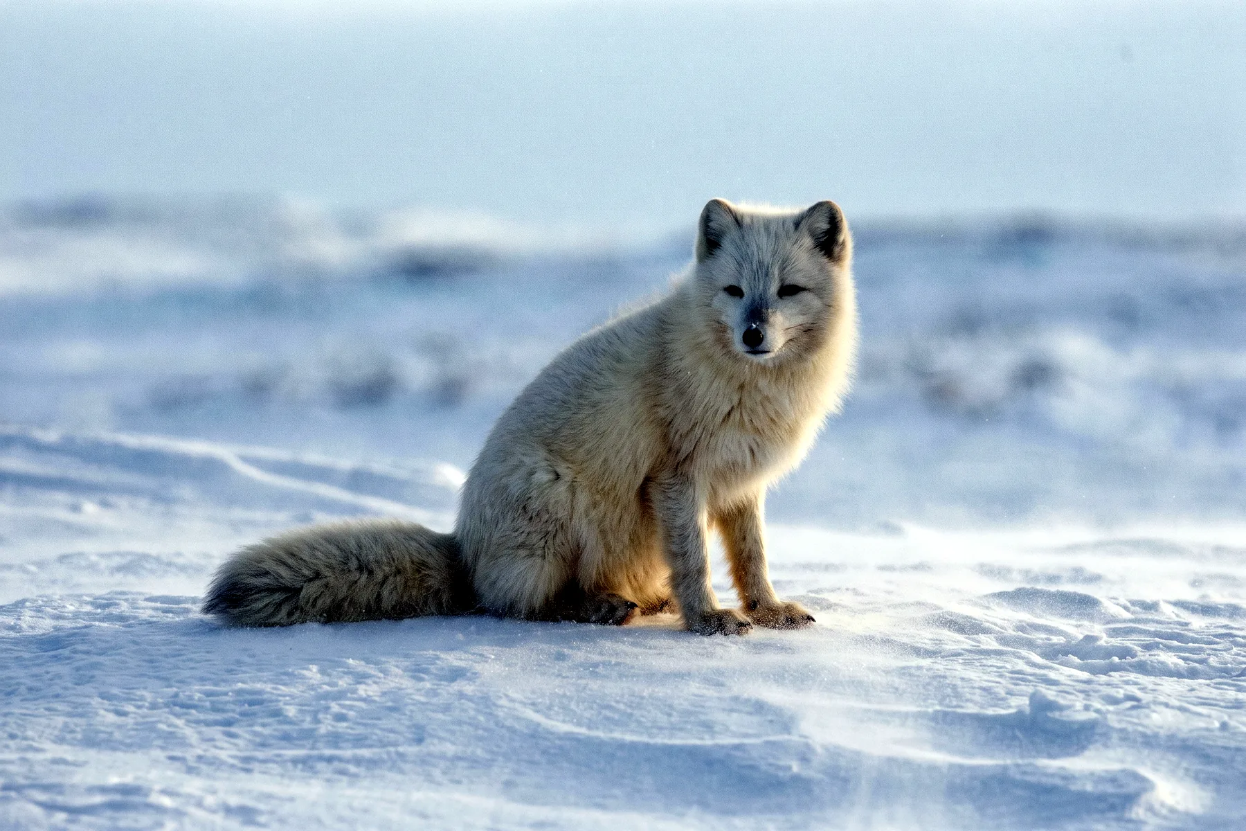 Renard polaire adulte au pelage blanc d'hiver, oreilles courtes et arrondies, queue touffue, assis dans la neige.
