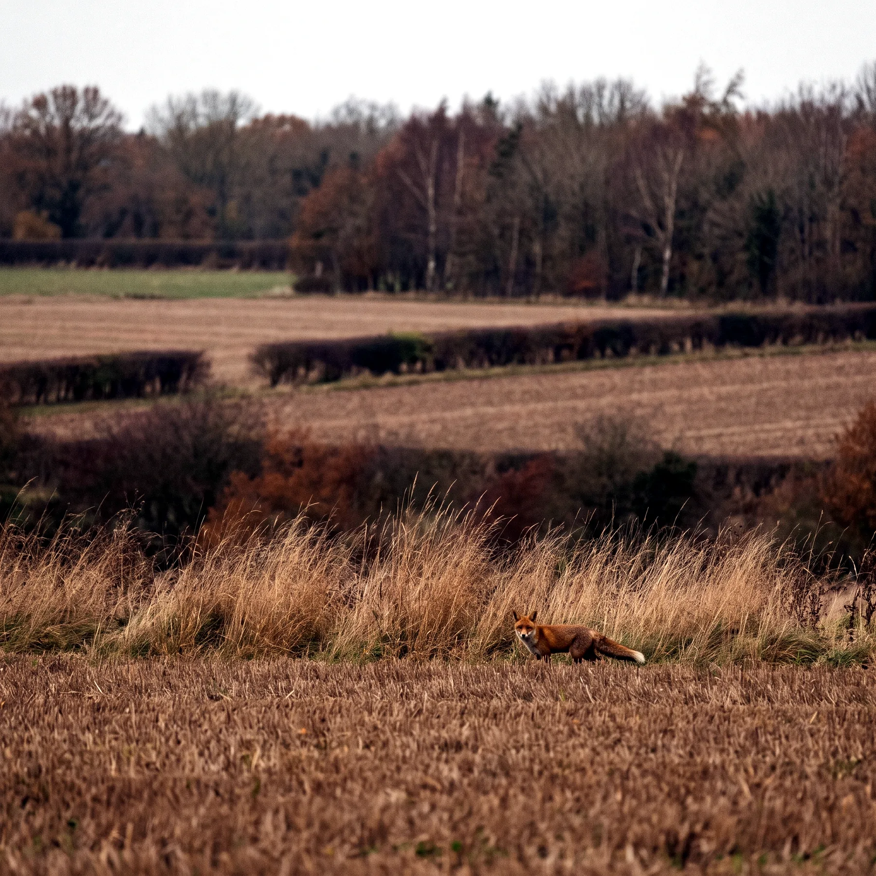 Milieu de vie typique de l'espèce Vulpes vulpes