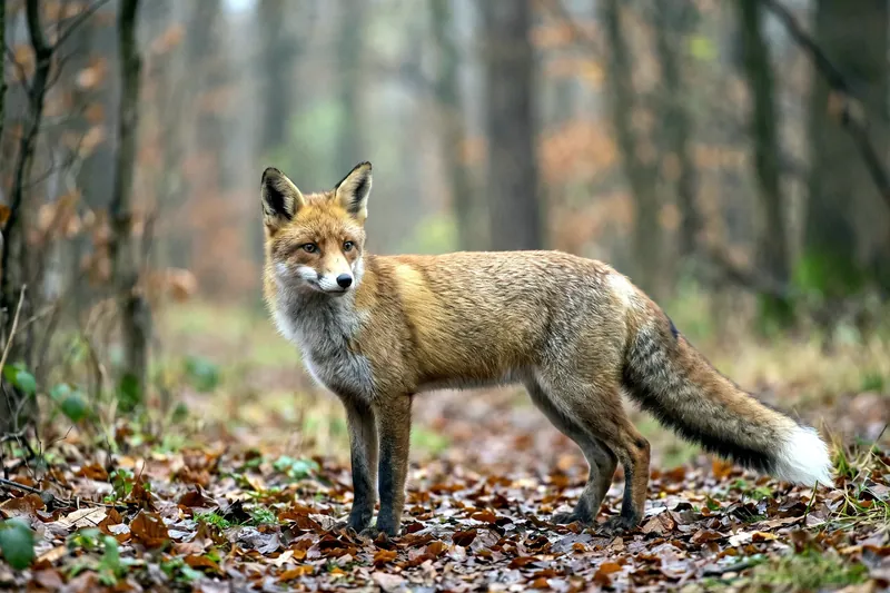 Renard roux adulte au pelage fauve, poitrail blanc, oreilles noires et longue queue touffue à extrémité claire, en milieu naturel.