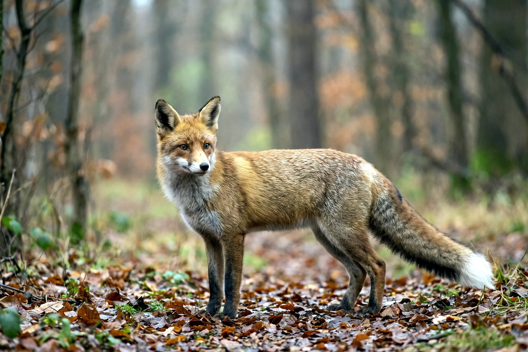 Renard roux adulte au pelage fauve, poitrail blanc, oreilles noires et longue queue touffue à extrémité claire, en milieu naturel.