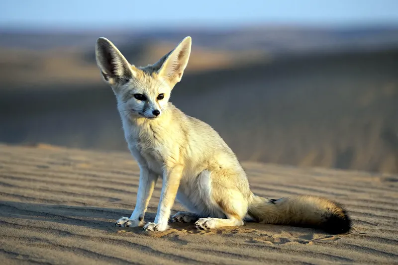Petit renard beige clair aux très grandes oreilles pointues et à la queue touffue, assis sur du sable de désert.