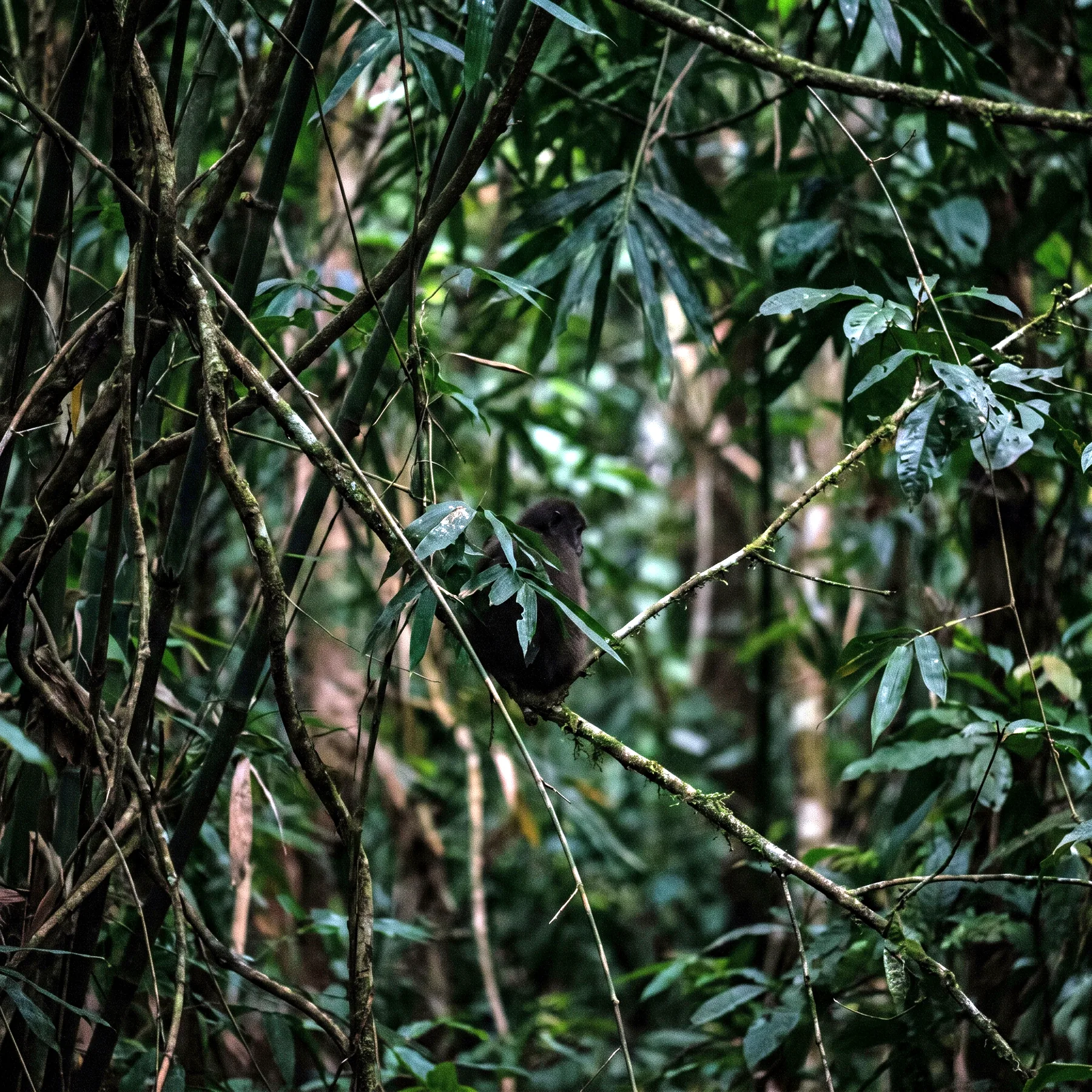 Milieu de vie typique de l'espèce Xanthonycticebus pygmaeus