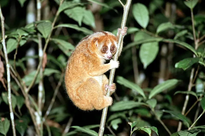 Petit primate au pelage roux-brun accroché à une branche fine la nuit, aux grands yeux ronds et au museau court.