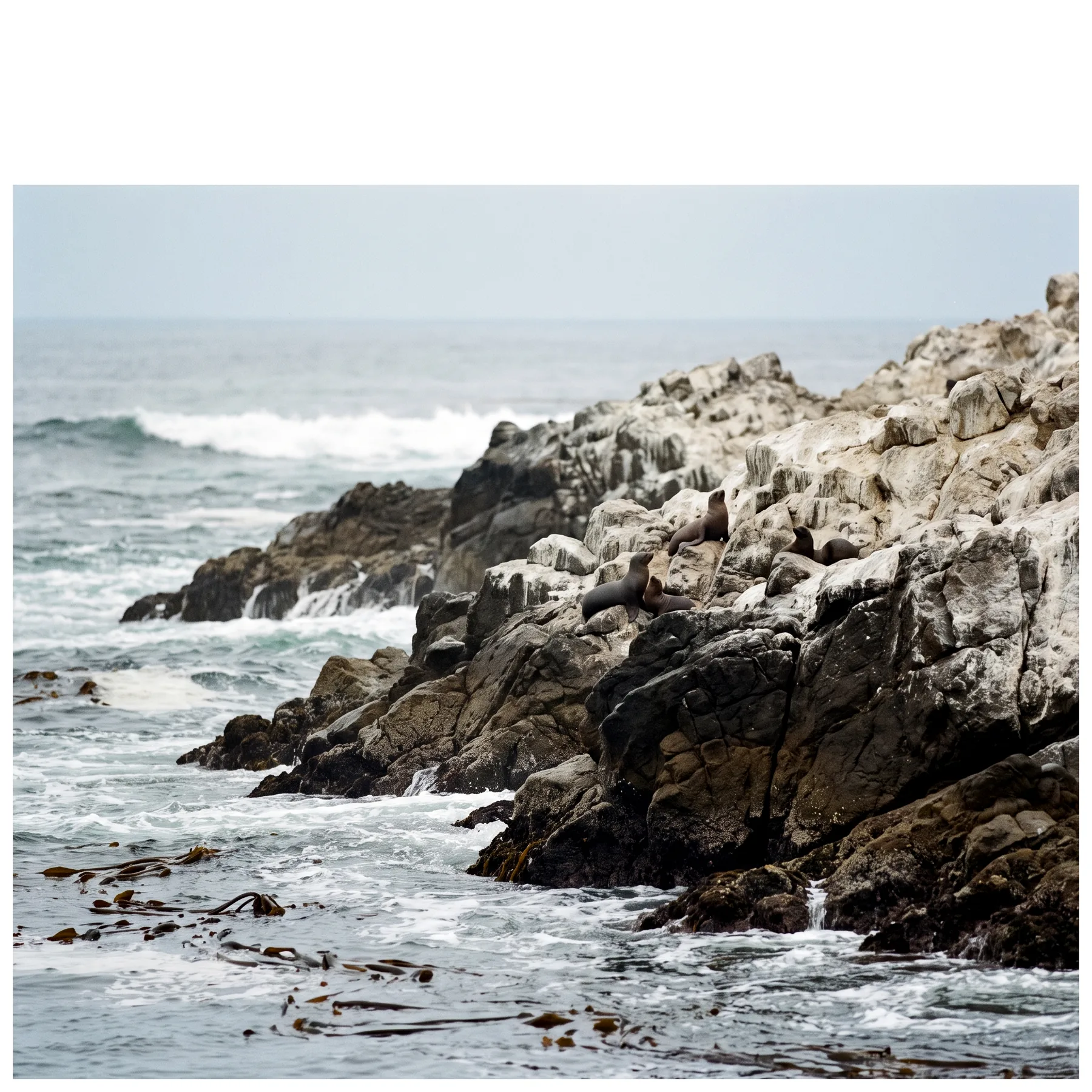 Milieu de vie typique de l'espèce Zalophus californianus