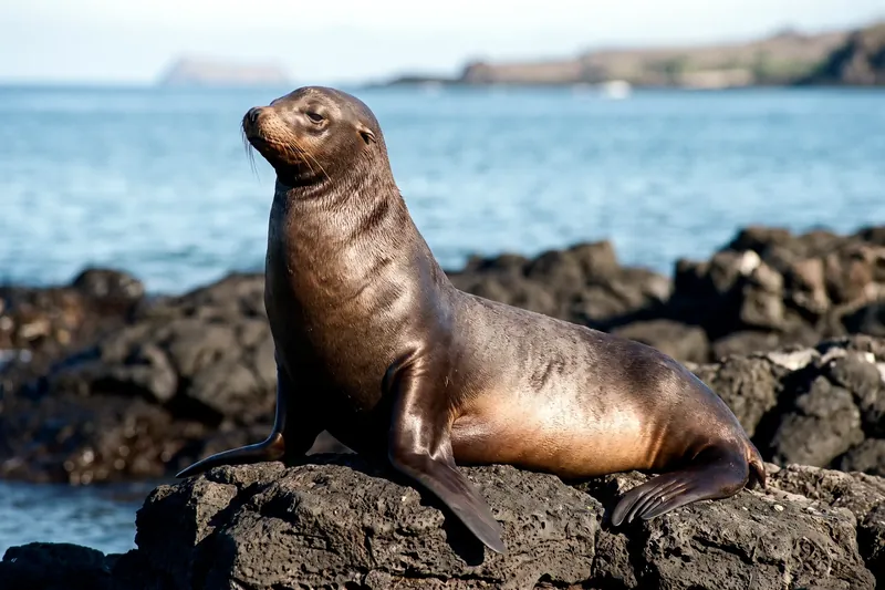 Otarie des Galápagos adulte au pelage brun sur une côte rocheuse, museau pointu et petites oreilles externes visibles.