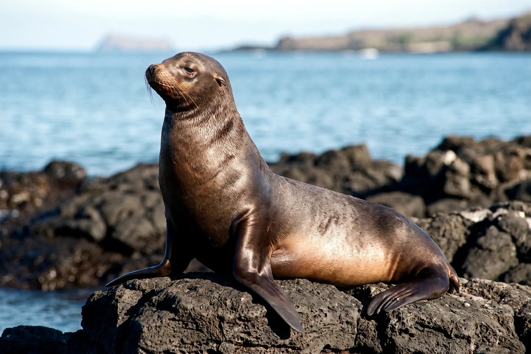 Otarie des Galápagos adulte au pelage brun sur une côte rocheuse, museau pointu et petites oreilles externes visibles.